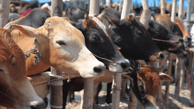রাজধানী ঢাকায় অনুমোদন পেলো ১৯ কুরবানীর পশুর হাট